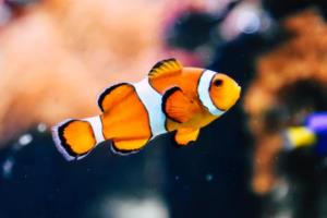 2026年世界杯48队晋级规则解析2026世界杯48队晋级规则